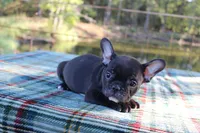 Pebbles, a female French Bulldog for sale in Greenville, TX – 2 of 8