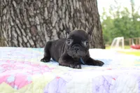 Oliver, a male French Bulldog for sale in Greenville, TX – 3 of 7