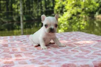 Howard, a male French Bulldog for sale in Greenville, TX – 3 of 7
