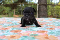 Hunter, a male French Bulldog for sale in Greenville, TX – 5 of 7
