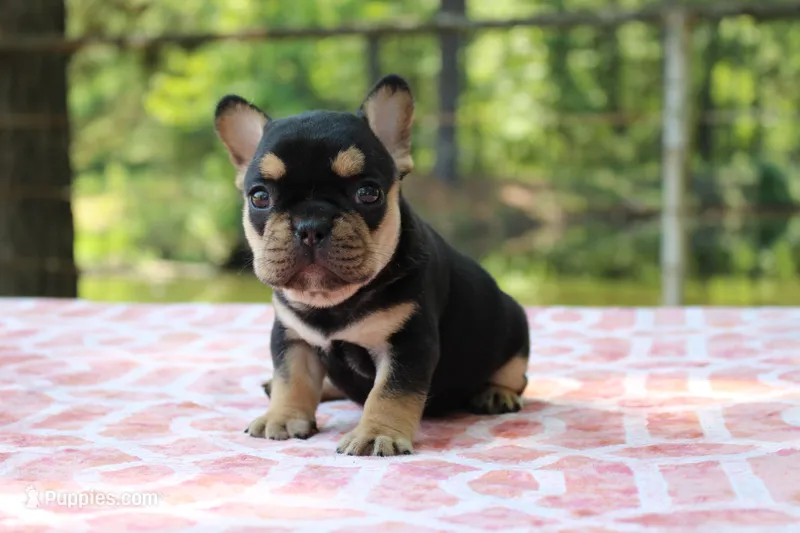 Wilson – French Bulldog puppy for sale in Greenville, TX