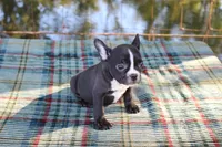Roxy, a female French Bulldog for sale in Greenville, TX – 3 of 10