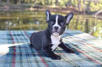 Roxy, a female French Bulldog for sale in Greenville, TX – 4 of 10