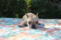 Cedar, a male French Bulldog for sale in Greenville, TX – 6 of 7
