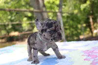Daphne, a female French Bulldog for sale in Greenville, TX – 3 of 7