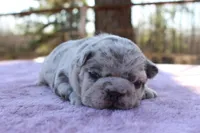 Hazel, a female French Bulldog for sale in Greenville, TX – Photo 1 of 7