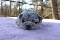 Hazel, a female French Bulldog for sale in Greenville, TX – Photo 2 of 7