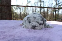 Hazel, a female French Bulldog for sale in Greenville, TX – Photo 6 of 7