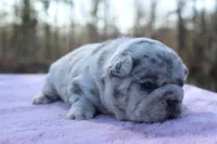 Hazel, a female French Bulldog for sale in Greenville, TX – Photo 3 of 7