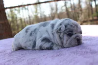 Hazel, a female French Bulldog for sale in Greenville, TX – Photo 5 of 7