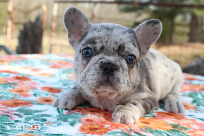 Hazel – French Bulldog puppy for sale in Greenville, TX