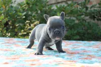 Willa, a female French Bulldog for sale in Greenville, TX – 4 of 7