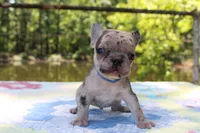 Arlo, a male French Bulldog for sale in Greenville, TX – 4 of 7