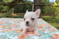 Lucy, a female French Bulldog for sale in Greenville, TX – 2 of 7