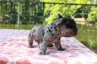 Jake- merle, a male French Bulldog for sale in Greenville, TX – 2 of 7