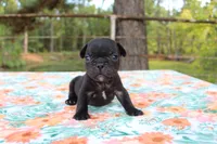Hunter, a male French Bulldog for sale in Greenville, TX – 6 of 7