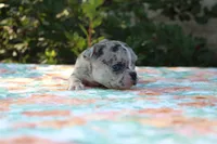 Selena, a female French Bulldog for sale in Greenville, TX – 7 of 7