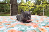 Milo, a male French Bulldog for sale in Greenville, TX – 2 of 7