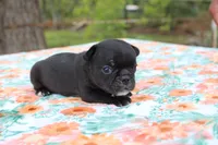 Pebbles, a female French Bulldog for sale in Greenville, TX – 6 of 7
