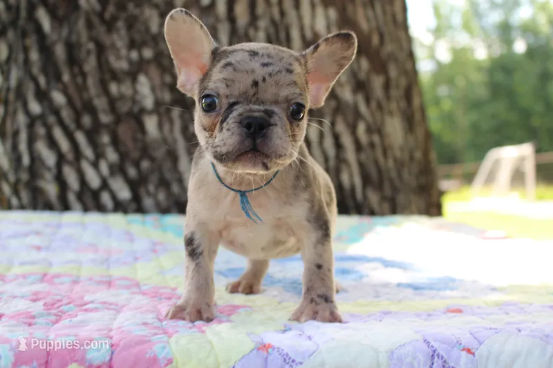 Arlo – French Bulldog puppy for sale in Greenville, TX