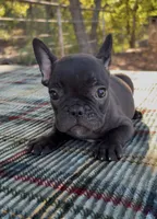 Hunter, a male French Bulldog for sale in Greenville, TX – 8 of 10