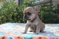 Callie, a female French Bulldog for sale in Greenville, TX – 6 of 7