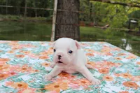 Penny, a female French Bulldog for sale in Greenville, TX – 5 of 7