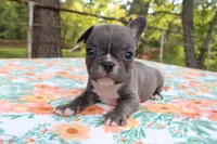 Charlie, a male French Bulldog for sale in Greenville, TX – 7 of 7