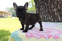 Archie, a male French Bulldog for sale in Greenville, TX – 3 of 7
