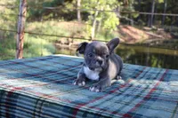 Charlie, a male French Bulldog for sale in Greenville, TX – 5 of 10