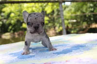 Arlo, a male French Bulldog for sale in Greenville, TX – 3 of 7