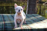 Anna, a female French Bulldog for sale in Greenville, TX – 4 of 7