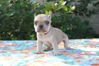 Cedar, a male French Bulldog for sale in Greenville, TX – 7 of 7