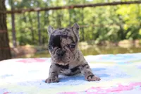 Luca, a male French Bulldog for sale in Greenville, TX – 2 of 7
