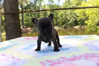 Archie, a male French Bulldog for sale in Greenville, TX – 5 of 7