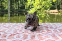 Jake- merle, a male French Bulldog for sale in Greenville, TX – 4 of 7