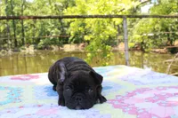 Danny, a male French Bulldog for sale in Greenville, TX – 5 of 8