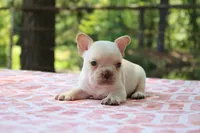 Harvey, a male French Bulldog for sale in Greenville, TX – 5 of 7