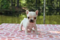 Howard, a male French Bulldog for sale in Greenville, TX – 2 of 7