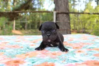Hunter, a male French Bulldog for sale in Greenville, TX – 7 of 7