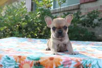 Callie, a female French Bulldog for sale in Greenville, TX – 1 of 7