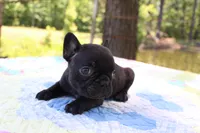 Oliver, a male French Bulldog for sale in Greenville, TX – 5 of 7