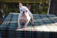Anna, a female French Bulldog for sale in Greenville, TX – 6 of 7