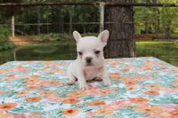 Lucy, a female French Bulldog for sale in Greenville, TX – 3 of 7