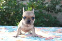 Gemma, a female French Bulldog for sale in Greenville, TX – 2 of 7