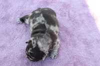 Ethan, a male French Bulldog for sale in Greenville, TX – Photo 4 of 7