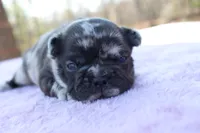 Ethan, a male French Bulldog for sale in Greenville, TX – Photo 2 of 7