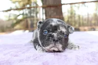 Ethan, a male French Bulldog for sale in Greenville, TX – Photo 5 of 7