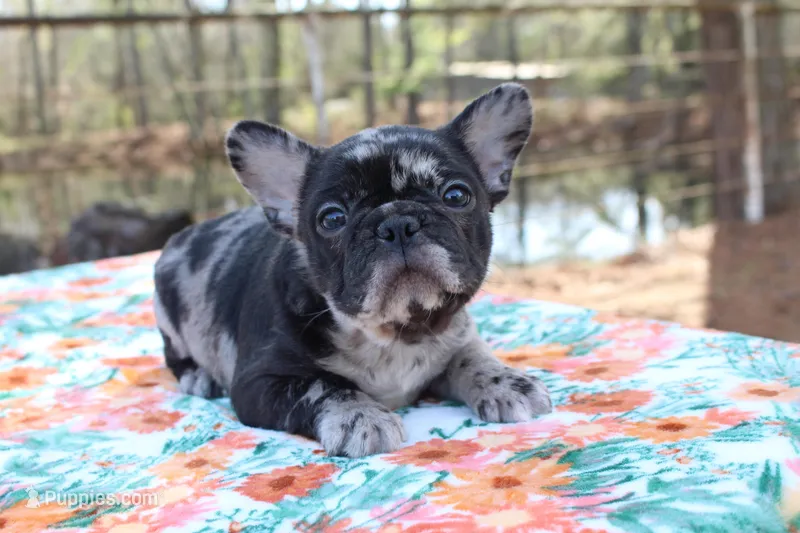 Ethan – French Bulldog puppy for sale in Greenville, TX