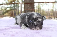 Ethan, a male French Bulldog for sale in Greenville, TX – Photo 1 of 7